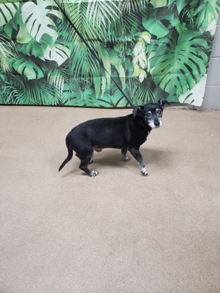 Shelter Stray Male Dog last seen Near N McDuffie St, 29621, Anderson City, SC, Anderson, SC 29622