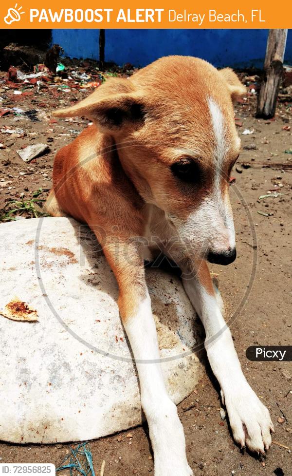 Found/Stray Unknown Dog last seen Near Waterford Pl, Delray Beach, FL 33444, Delray Beach, FL 33444