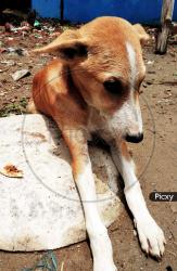 Found/Stray Unknown Dog last seen Near Waterford Pl, Delray Beach, FL 33444, Delray Beach, FL 33444