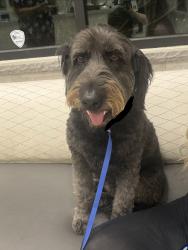 Found/Stray Female Dog last seen Beckwith rd, past Dunn , Modesto, CA 95358