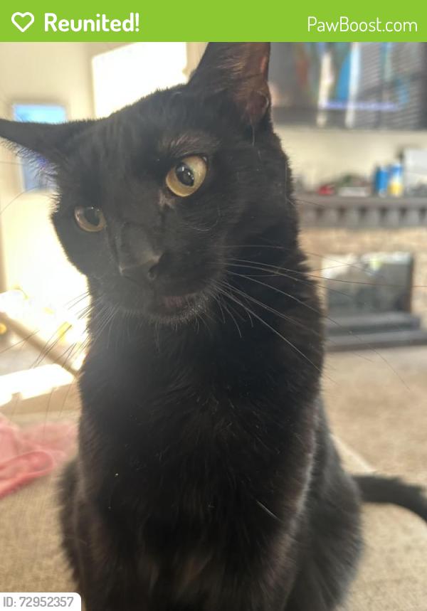 Reunited Male Cat last seen Gemstone Valley Subdivision, Grand Blanc, MI 48439