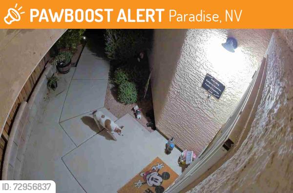 Found/Stray Unknown Dog last seen Windmill/Paradise Impressions neighborhood on Overture dr, Paradise, NV 89123