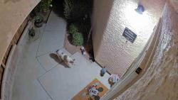 Found/Stray Unknown Dog last seen Windmill/Paradise Impressions neighborhood on Overture dr, Paradise, NV 89123
