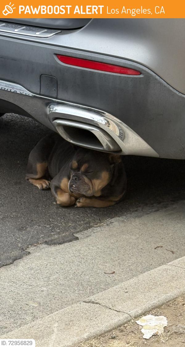 Found/Stray Unknown Dog last seen Blackburn Ave., Los Angeles, CA 90036