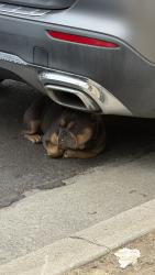 Found/Stray Unknown Dog last seen Blackburn Ave. , Los Angeles, CA 90036