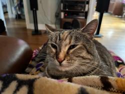 Lost Female Cat last seen Greenville middle school , Greenville, SC 29607