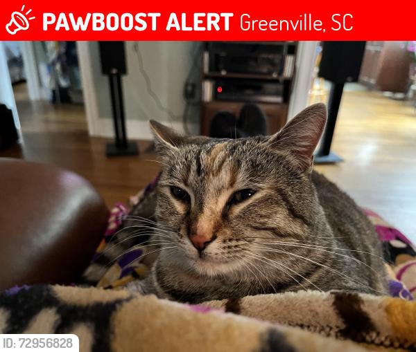 Lost Female Cat last seen Greenville middle school , Greenville, SC 29607