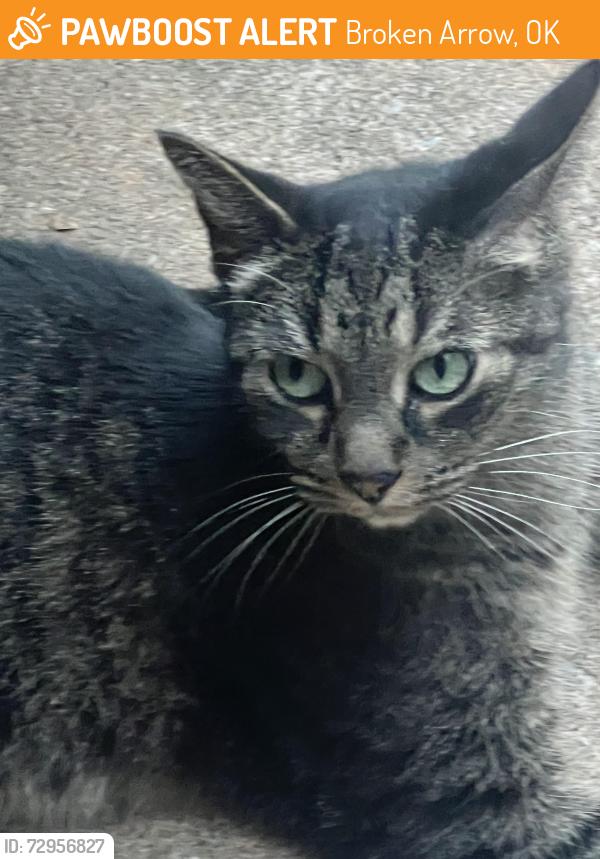 Found/Stray Female Cat last seen 91st and S Juniper Ave, Broken Arrow, OK 74012