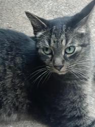 Found/Stray Female Cat last seen 91st and S Juniper Ave, Broken Arrow, OK 74012