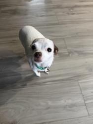 Lost Female Dog last seen golf course rd, Chester, VA 23836