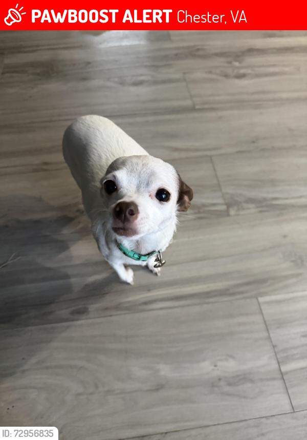 Lost Female Dog last seen golf course rd, Chester, VA 23836