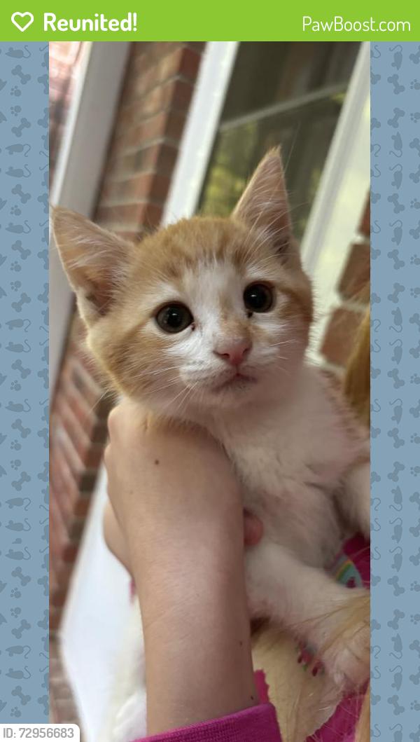 Reunited Unknown Cat last seen Near Pelham road, Greenville, SC 29616