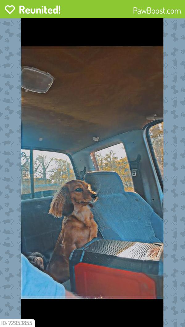 Reunited Female Dog last seen Near Calhoun Memorial Hwy, Easley, SC 29640, USA, Easley, SC 29640