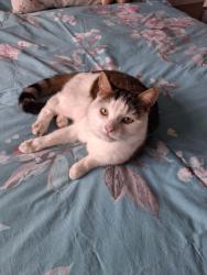 Reunited Female Cat last seen Stroma Way snd St.Michaels Avenue , Highworth, England SN6