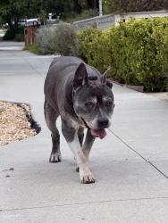 Found/Stray Male Dog last seen Adams and Edgeware , San Diego, CA 92116