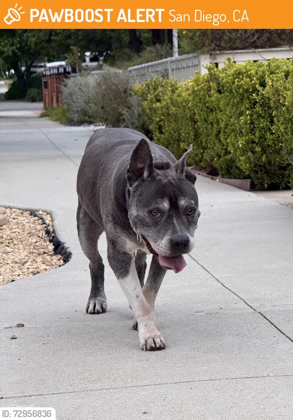 Found/Stray Male Dog last seen Adams and Edgeware , San Diego, CA 92116