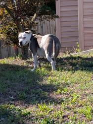 Found/Stray Female Dog last seen wood sorrell and green meadows, Wilmington, NC 28405