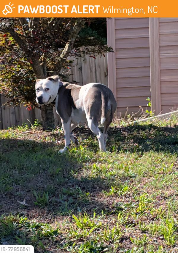 Found/Stray Female Dog last seen wood sorrell and green meadows, Wilmington, NC 28405