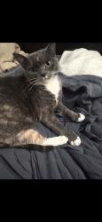 Lost Female Cat last seen King and Joe Shuster Way , Toronto, ON M6K 0A5