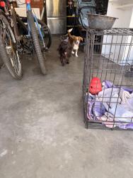Found/Stray Male Dog last seen Steeplechase and kalmia, Moreno Valley, CA 92555