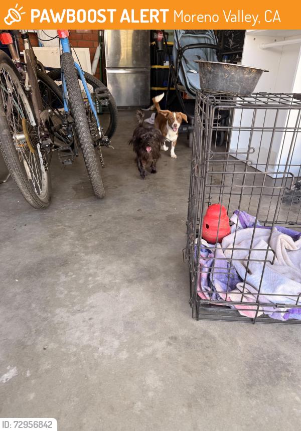 Found/Stray Male Dog last seen Steeplechase and kalmia, Moreno Valley, CA 92555
