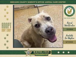 Shelter Stray Female Dog last seen FL, Melbourne, FL 32934