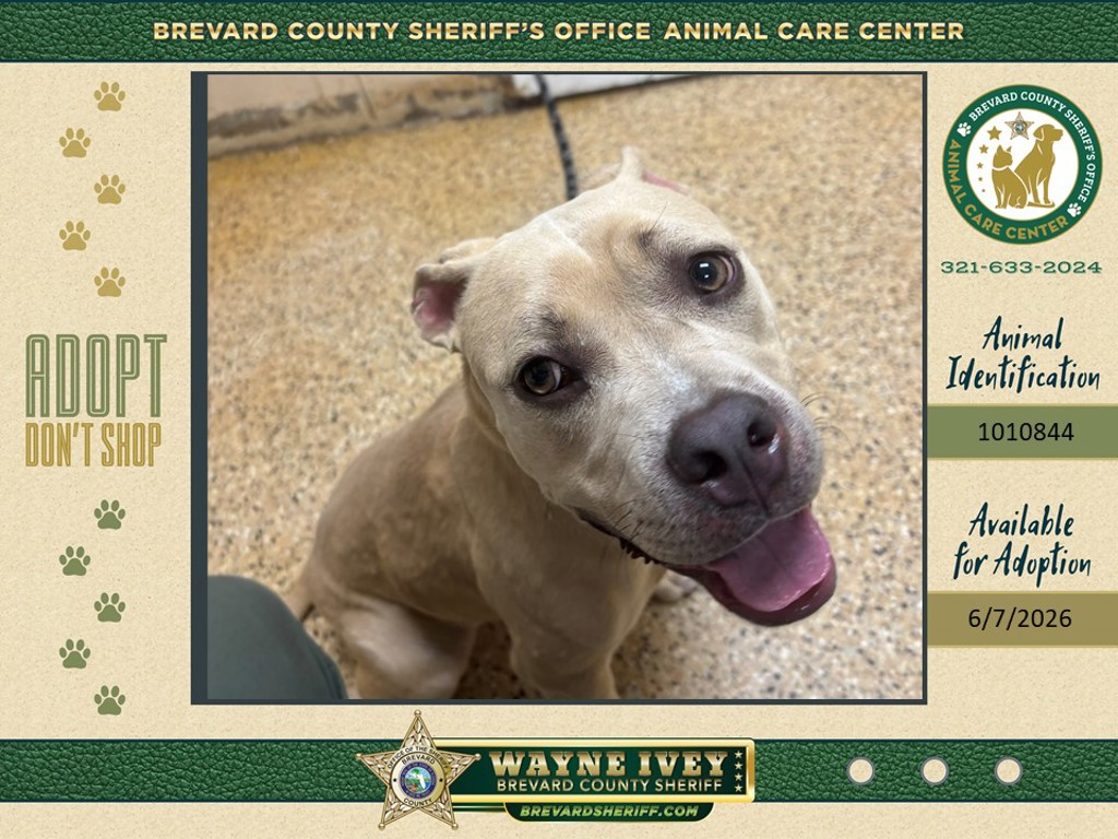 Shelter Stray Female Dog last seen FL, Melbourne, FL 32934