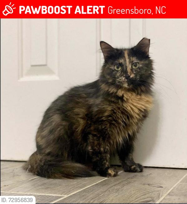 Lost Female Cat last seen Adams Farm Neighborhood, Greensboro, NC 27407