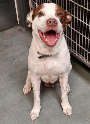Shelter Stray Male Dog last seen Singleleaf Lane, RALEIGH, NC, 27616, Raleigh, NC 27610