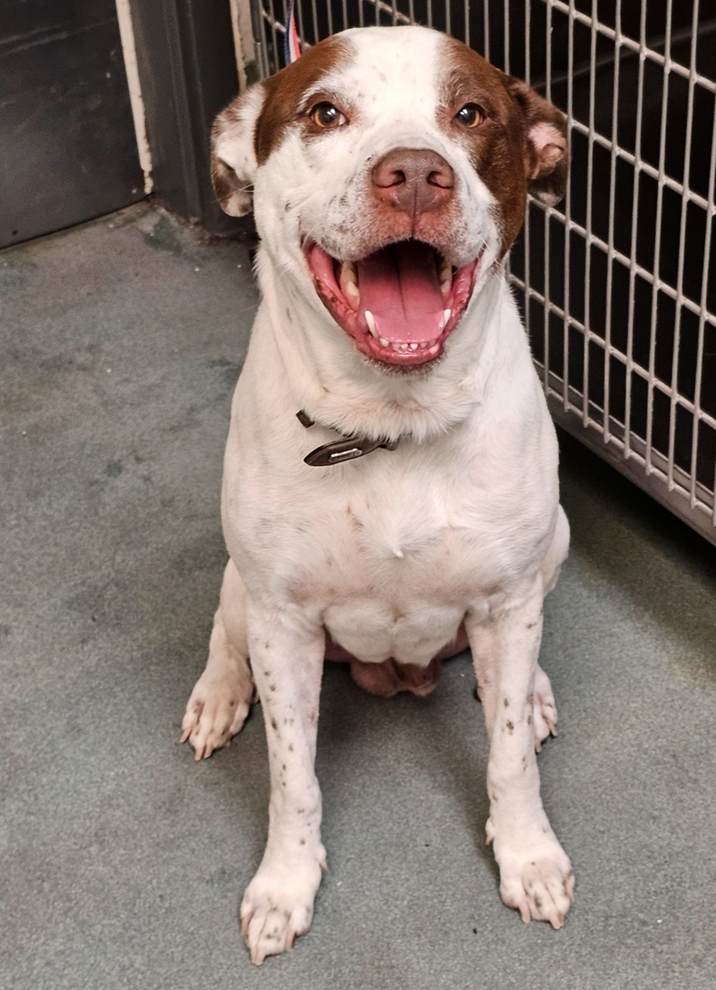 Shelter Stray Male Dog last seen Singleleaf Lane, RALEIGH, NC, 27616, Raleigh, NC 27610