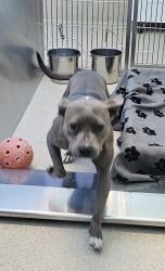 Shelter Stray Female Dog last seen Near Winston Street, SOUTHFIELD, MI, 48037, Pontiac, MI 48341