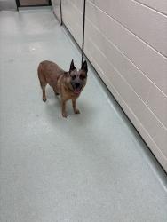 Shelter Stray Male Dog last seen Backwater Terrace, North Chesterfield, VA, 23234, Chesterfield, VA 23832