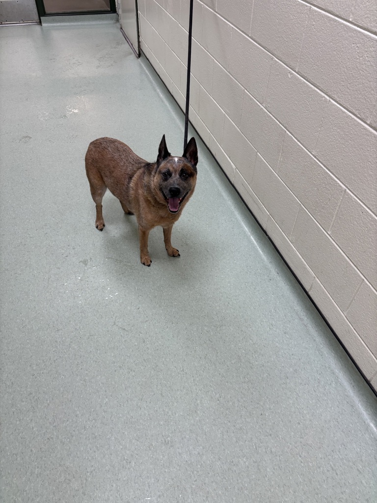 Shelter Stray Male Dog last seen Backwater Terrace, North Chesterfield, VA, 23234, Chesterfield, VA 23832
