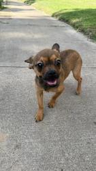 Found/Stray Female Dog last seen Goodman Elementary , Arlington, TX 76014