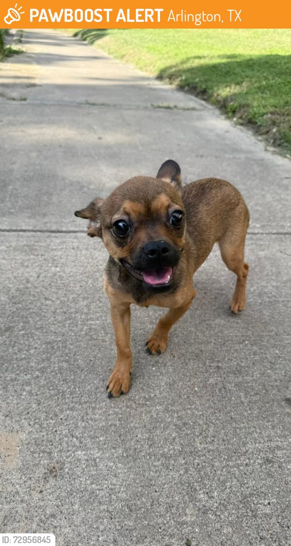Found/Stray Female Dog last seen Goodman Elementary , Arlington, TX 76014