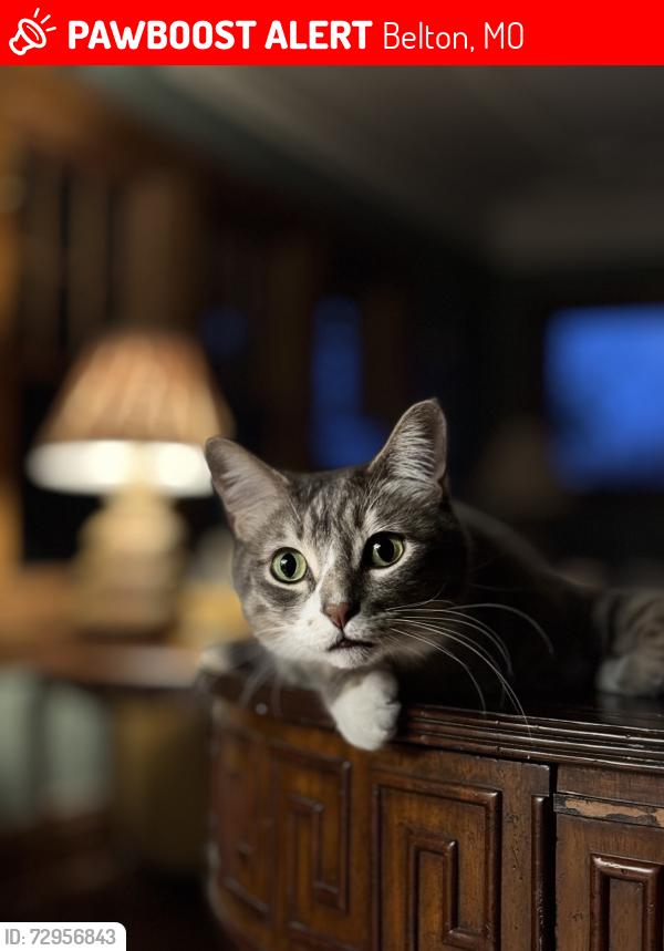 Lost Male Cat last seen Near s. Mullen rd belton missouri 64012, Belton, MO 64012