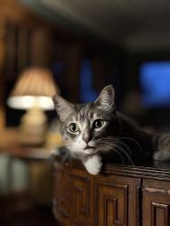 Lost Male Cat last seen Near s. Mullen rd belton missouri 64012, Belton, MO 64012