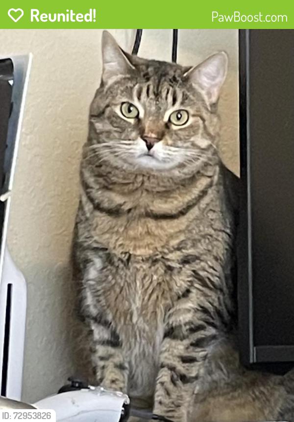 Reunited Female Cat last seen Kowald Lane and Tristan Trail in New Braunfels , New Braunfels, TX 78130