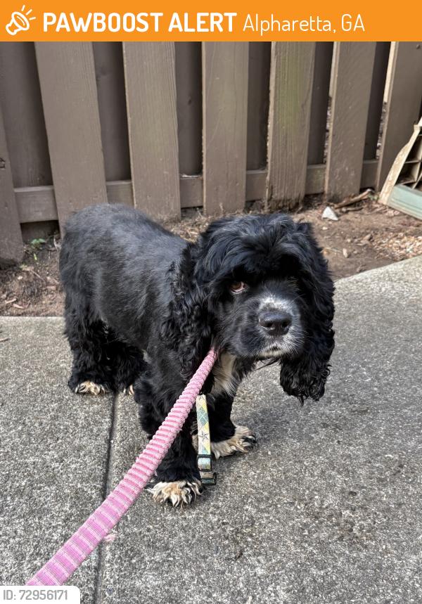Found/Stray Female Dog last seen Southbridge Parkway, Alpharetta, GA 30022