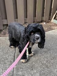 Found/Stray Female Dog last seen Southbridge Parkway, Alpharetta, GA 30022