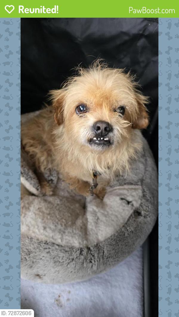 Reunited Male Dog last seen Carter Stealey, Murray County, GA 30705