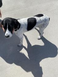 Found/Stray Female Dog last seen Pleasure hse Road, Virginia Beach, VA 23455