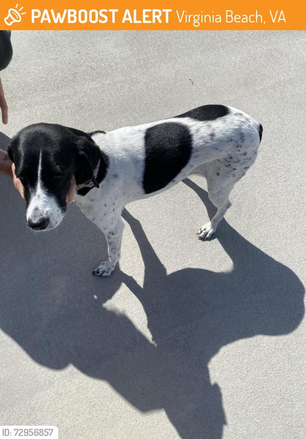 Found/Stray Female Dog last seen Pleasure hse Road, Virginia Beach, VA 23455