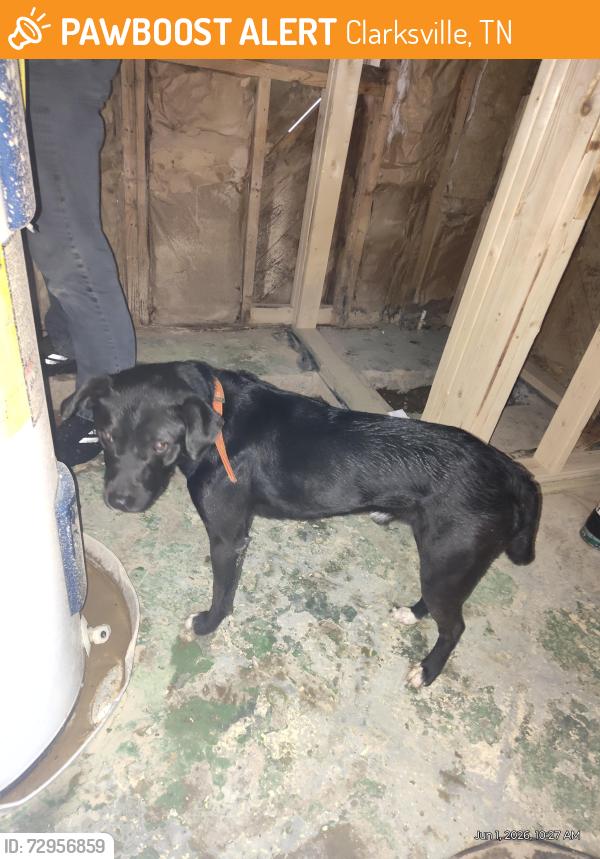 Found/Stray Male Dog last seen Glenwood/Madison, Clarksville, TN 37040