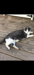 Lost Male Cat last seen 156th st , Urbandale, IA 50323