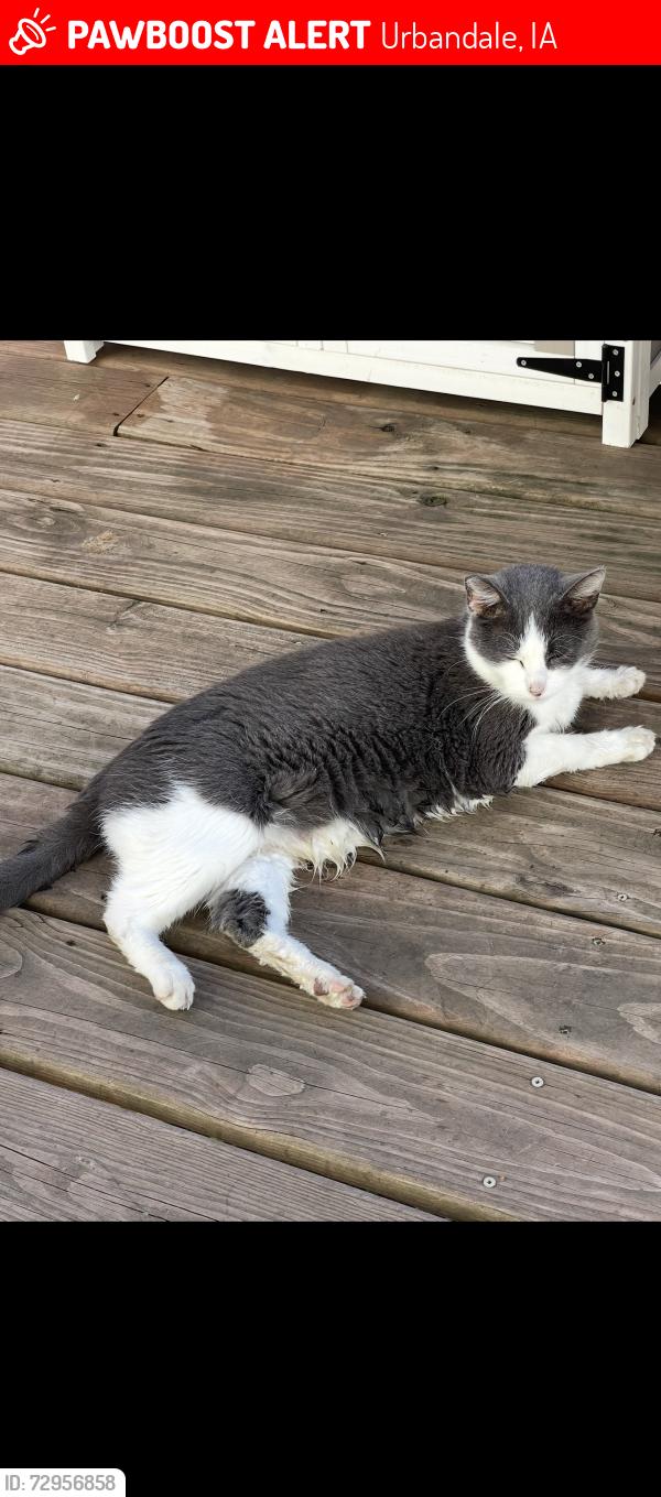 Lost Male Cat last seen 156th st, Urbandale, IA 50323