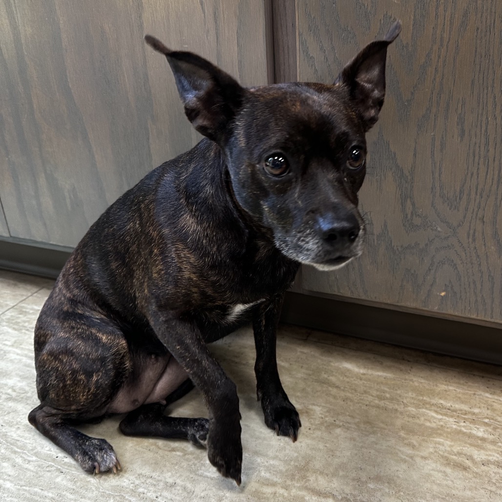 Shelter Stray Female Dog last seen , Pine Bluff, AR 71601