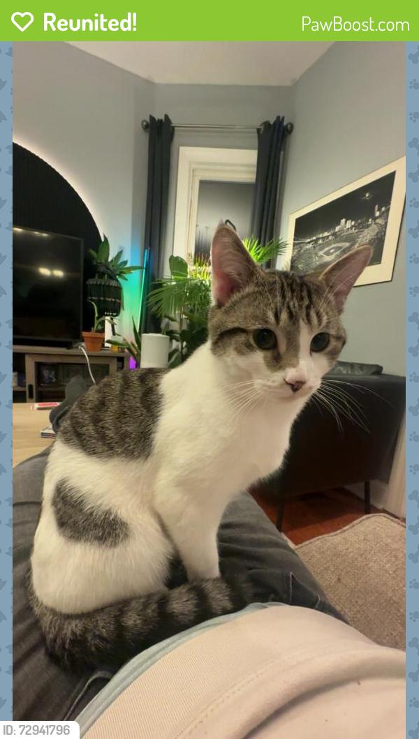 Reunited Male Cat last seen Wabansia Ave and Central Park Ave, Chicago, IL 60647