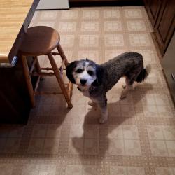 Reunited Female Dog last seen Kenady and Michigan, Colorado Springs, CO 80910