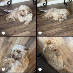 Reunited Male Dog last seen Amarillo Blvd Toot’n Totum in front of women’s and Children’s , Amarillo, TX 79107